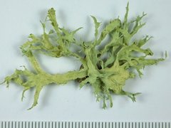 Ramalina canariensis