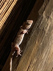 Chondrodactylus bibronii