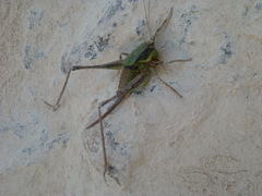 Eupholidoptera chabrieri