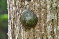 Caracolus caracolla