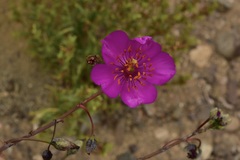 Cistanthe grandiflora