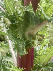 Sonchus asper