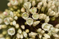 Allium pallens