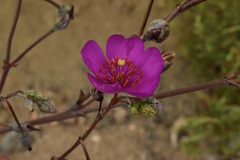 Cistanthe grandiflora