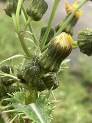 Sonchus asper