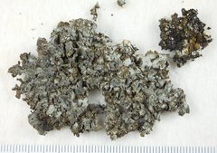 Punctelia stictica