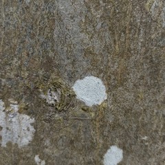Lecanora carpinea