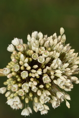 Allium pallens