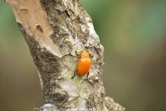 Podontia lutea