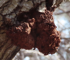 Agrobacterium radiobacter