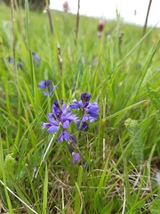 Polygala vulgaris