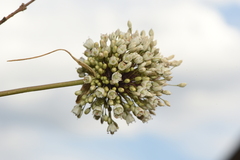 Allium pallens