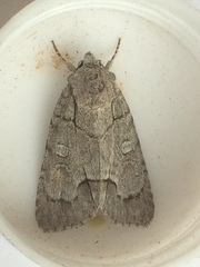 Acronicta radcliffei