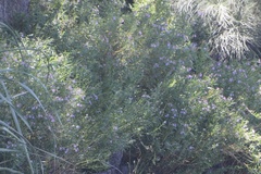 Solanum amygdalifolium