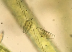 Cymbella