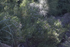 Solanum amygdalifolium