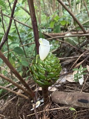 Costus dubius