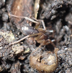 Falconina gracilis