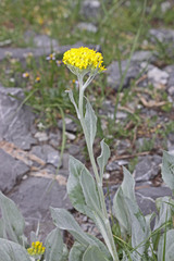 Senecio atratus