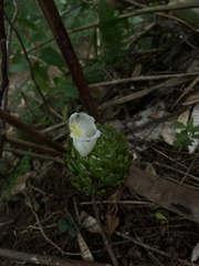 Costus dubius