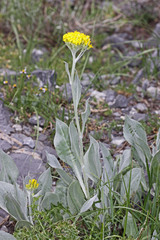 Senecio atratus
