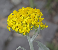 Senecio atratus