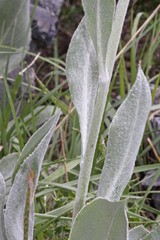 Senecio atratus