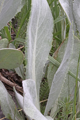 Senecio atratus