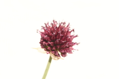 Allium sphaerocephalon
