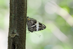 Colobura dirce wolcotti