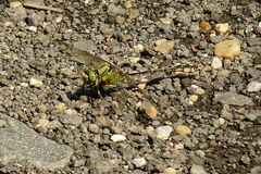 Ophiogomphus cecilia