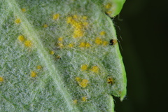 Phragmidium rubi-idaei