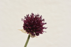 Allium sphaerocephalon