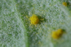 Phragmidium rubi-idaei