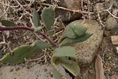 Cistanthe grandiflora