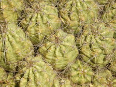 Echinocereus enneacanthus enneacanthus