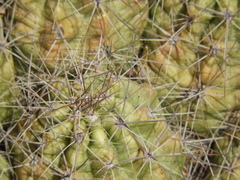 Echinocereus enneacanthus enneacanthus