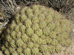 Echinocereus enneacanthus enneacanthus
