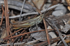 Euchorthippus elegantulus