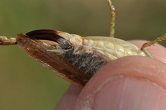 Platycleis intermedia