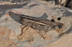 Ramburiella hispanica
