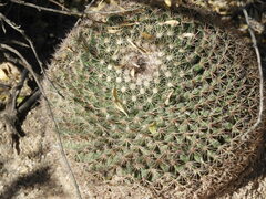 Mammillaria grusonii