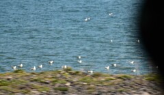 Larus armenicus
