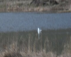 Larus armenicus