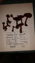 Cortinarius harrisonii