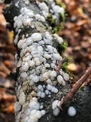 Exidia thuretiana