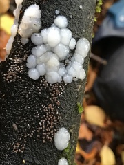 Exidia thuretiana