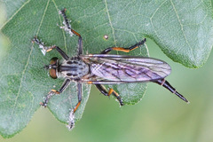 Neoitamus cyanurus