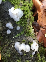 Exidia thuretiana