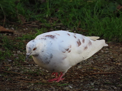 Columba livia domestica